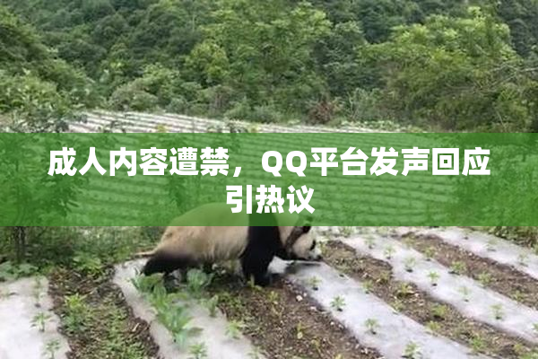 成人内容遭禁，QQ平台发声回应引热议