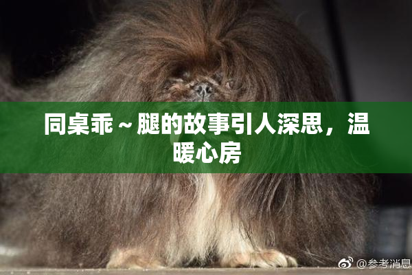 同桌乖～腿的故事引人深思，温暖心房