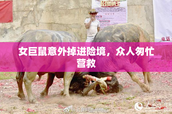 女巨鼠意外掉进险境，众人匆忙营救