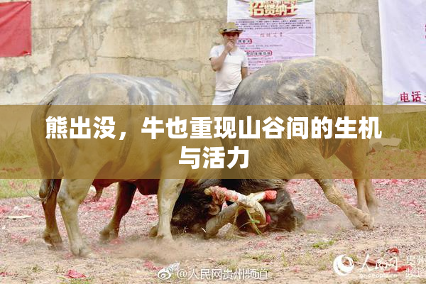 熊出没，牛也重现山谷间的生机与活力