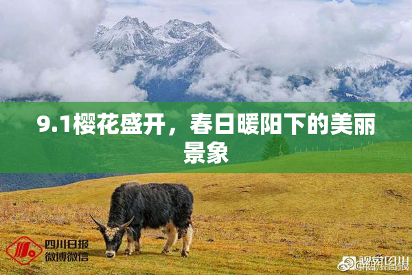 9.1樱花盛开，春日暖阳下的美丽景象