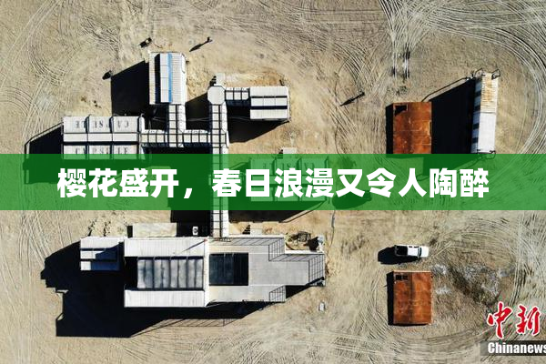 樱花盛开，春日浪漫又令人陶醉