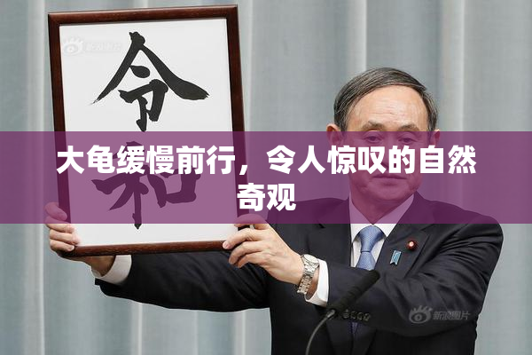 大龟缓慢前行，令人惊叹的自然奇观
