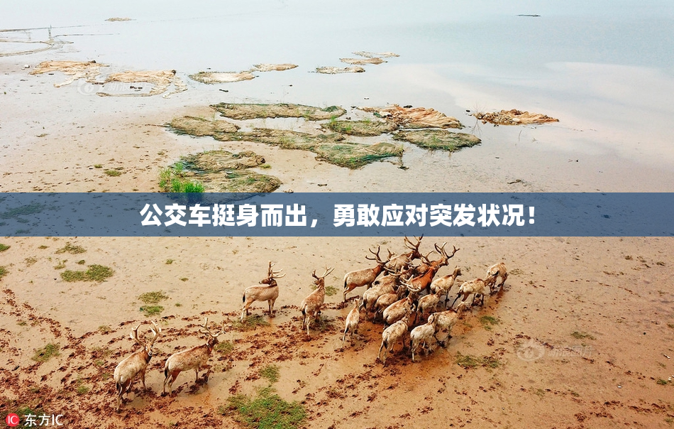 公交车挺身而出，勇敢应对突发状况！