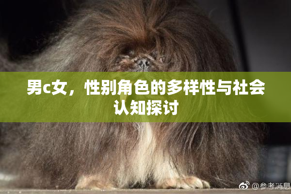 男c女，性别角色的多样性与社会认知探讨