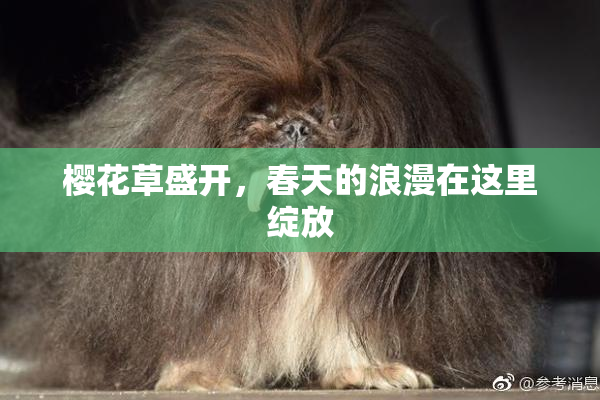 樱花草盛开，春天的浪漫在这里绽放