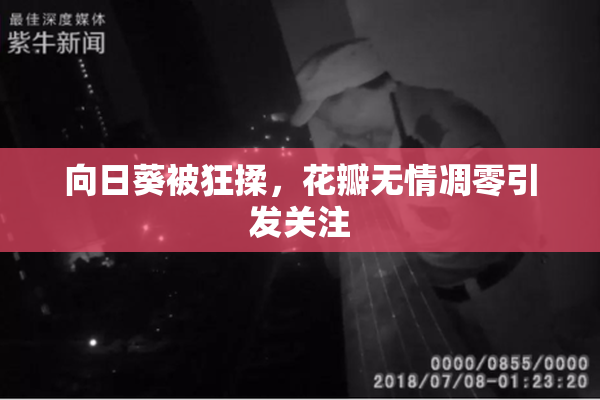 向日葵被狂揉，花瓣无情凋零引发关注