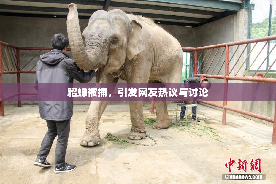 貂蝉被捕，引发网友热议与讨论