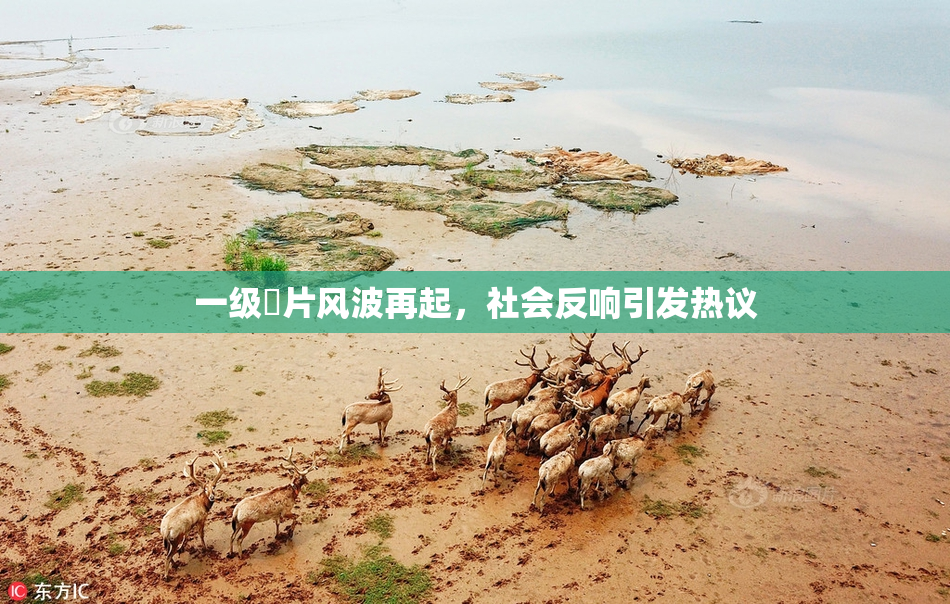 一级婬片风波再起，社会反响引发热议