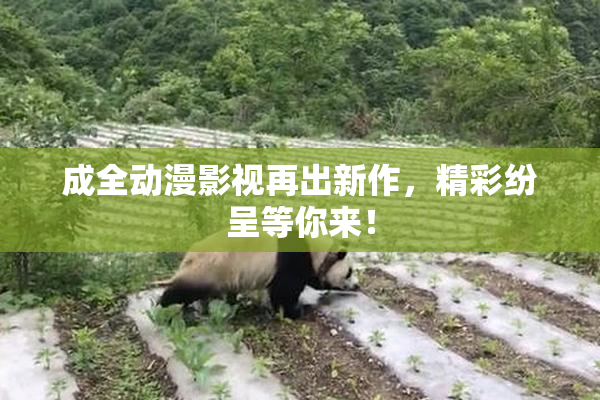 成全动漫影视再出新作，精彩纷呈等你来！