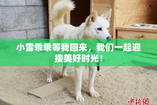 小雪乖乖等我回来，我们一起迎接美好时光！
