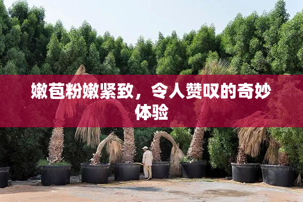 嫩苞粉嫩紧致，令人赞叹的奇妙体验