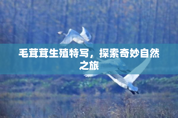 毛茸茸生殖特写，探索奇妙自然之旅