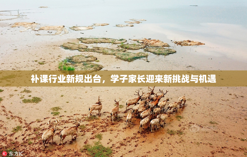 补课行业新规出台，学子家长迎来新挑战与机遇
