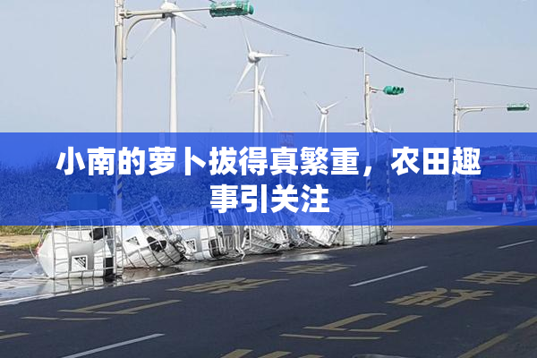 小南的萝卜拔得真繁重，农田趣事引关注