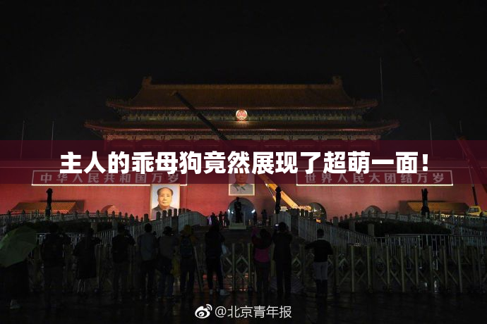 主人的乖母狗竟然展现了超萌一面！