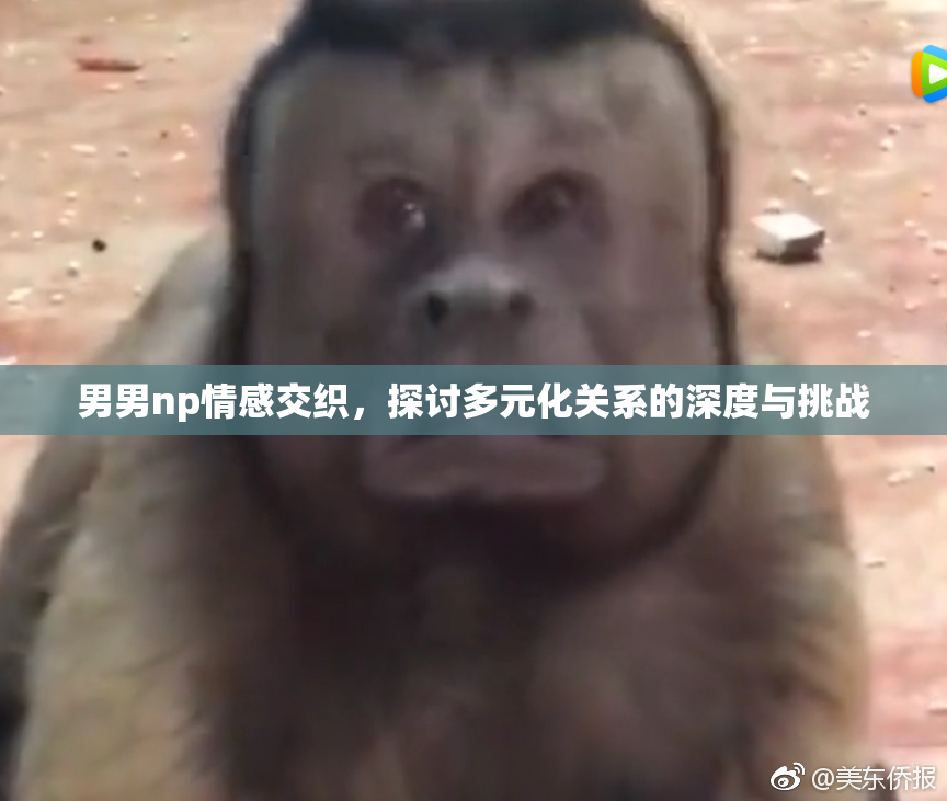 男男np情感交织，探讨多元化关系的深度与挑战