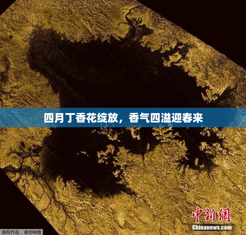 四月丁香花绽放，香气四溢迎春来