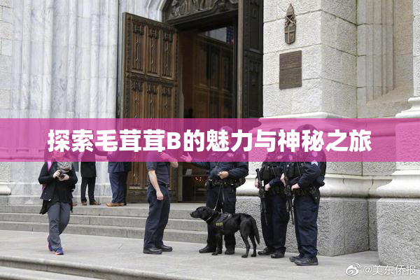 探索毛茸茸B的魅力与神秘之旅
