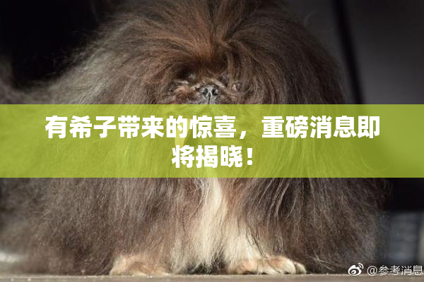 有希子带来的惊喜，重磅消息即将揭晓！