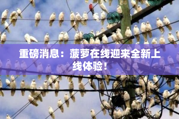重磅消息：菠萝在线迎来全新上线体验！