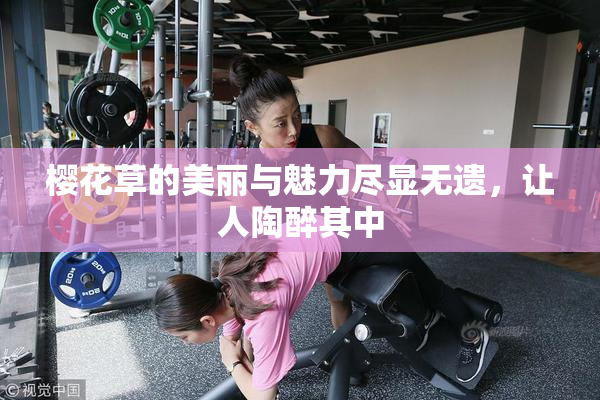 樱花草的美丽与魅力尽显无遗，让人陶醉其中