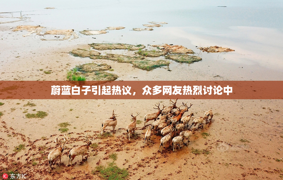 蔚蓝白子引起热议，众多网友热烈讨论中