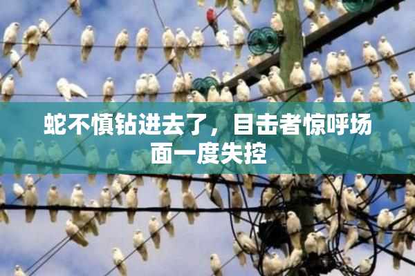 蛇不慎钻进去了，目击者惊呼场面一度失控