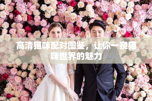 高清猫咪配对图鉴，让你一窥猫咪世界的魅力
