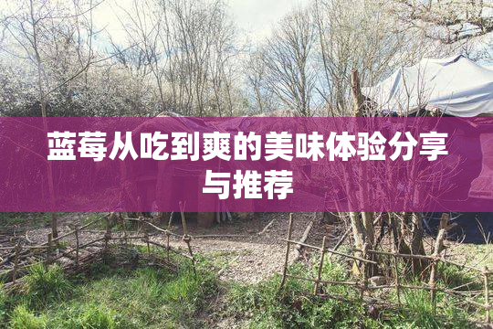 蓝莓从吃到爽的美味体验分享与推荐