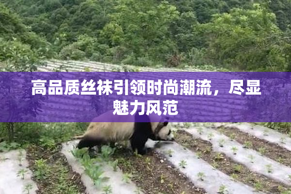 高品质丝袜引领时尚潮流，尽显魅力风范