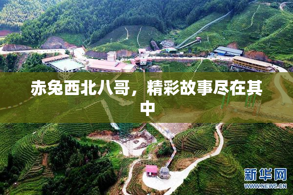 赤兔西北八哥，精彩故事尽在其中