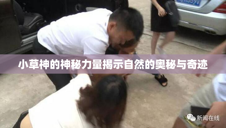 小草神的神秘力量揭示自然的奥秘与奇迹