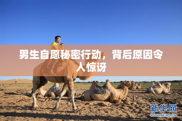 男生自愿秘密行动，背后原因令人惊讶