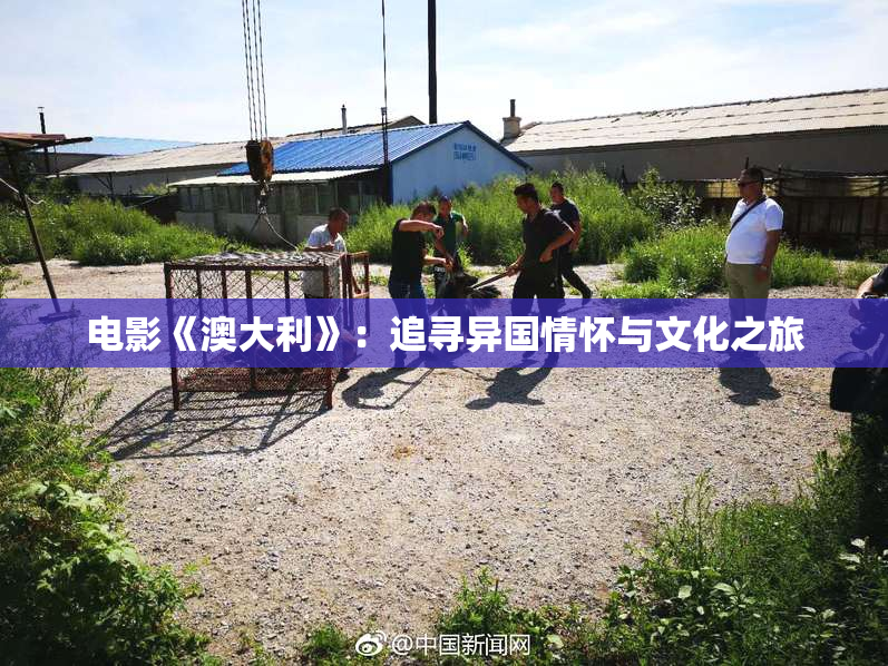 电影《澳大利》：追寻异国情怀与文化之旅
