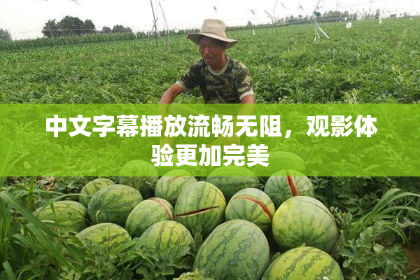 中文字幕播放流畅无阻，观影体验更加完美