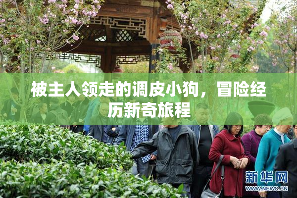 被主人领走的调皮小狗，冒险经历新奇旅程