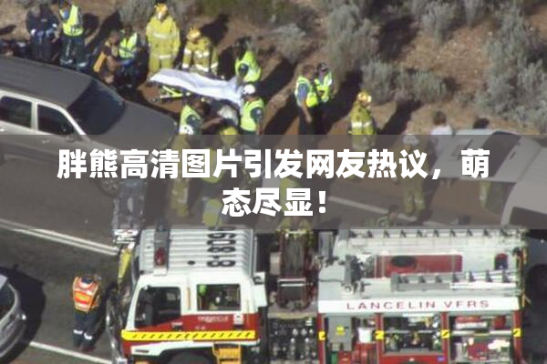 胖熊高清图片引发网友热议，萌态尽显！