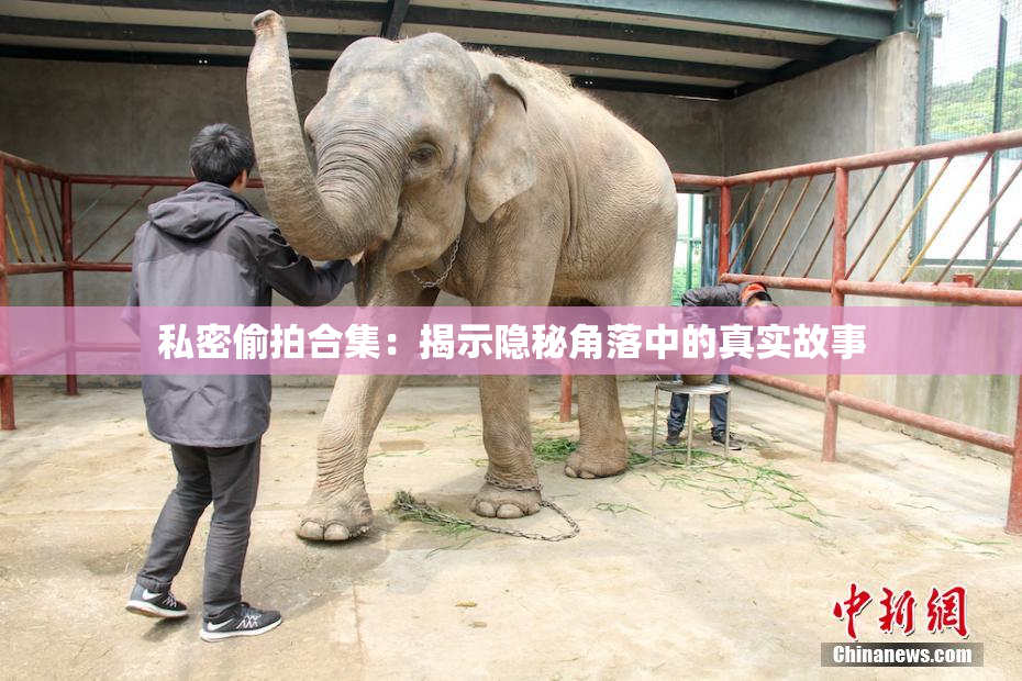 私密偷拍合集：揭示隐秘角落中的真实故事