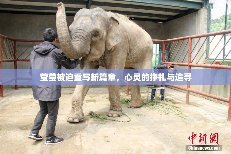 莹莹被迫重写新篇章，心灵的挣扎与追寻