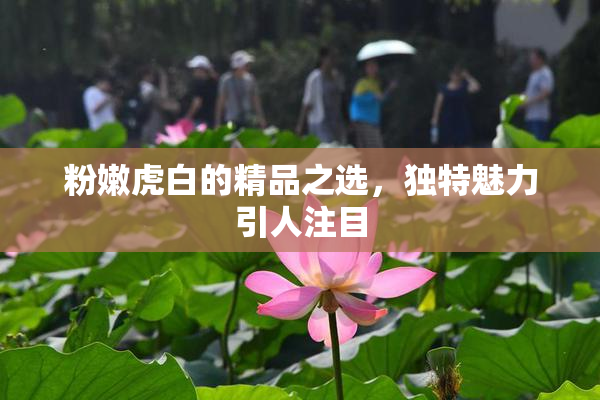 粉嫩虎白的精品之选，独特魅力引人注目