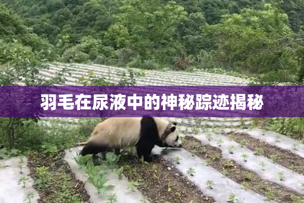 羽毛在尿液中的神秘踪迹揭秘