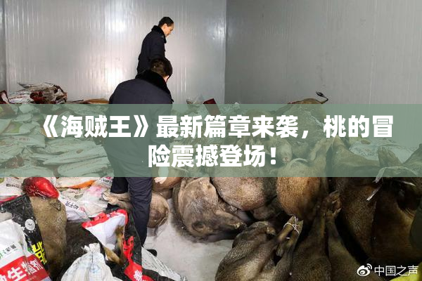 《海贼王》最新篇章来袭，桃的冒险震撼登场！