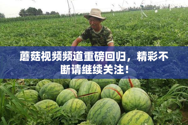 蘑菇视频频道重磅回归，精彩不断请继续关注！