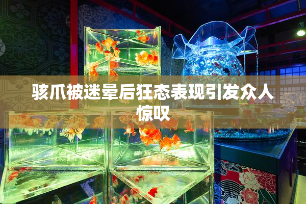 骇爪被迷晕后狂态表现引发众人惊叹