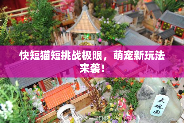 快短猫短挑战极限，萌宠新玩法来袭！