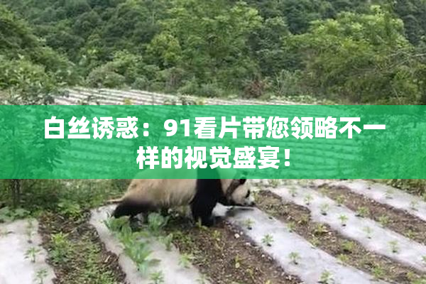 白丝诱惑：91看片带您领略不一样的视觉盛宴！