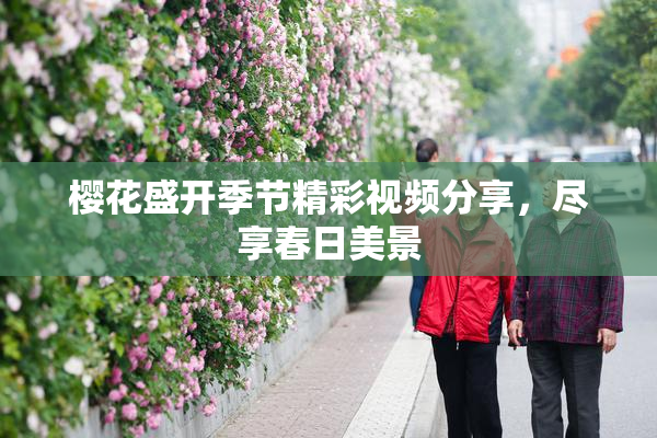 樱花盛开季节精彩视频分享，尽享春日美景