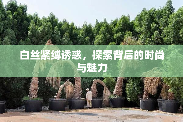 白丝紧缚诱惑，探索背后的时尚与魅力