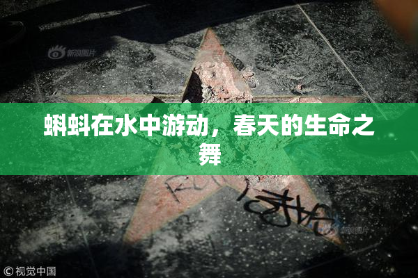 蝌蚪在水中游动，春天的生命之舞